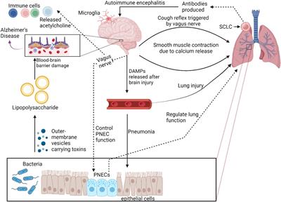 Pulmonary neuroendocrine cells: crucial players in respiratory function and airway-nerve communication